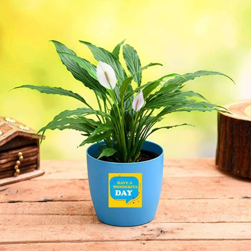 Peace Lily for Wonderful Day - Gift Plant